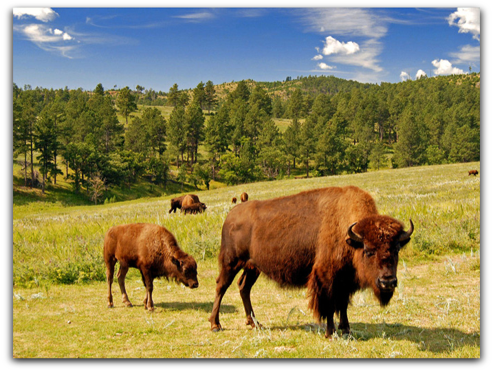 So this is the reason to Visit -Custer State Park-