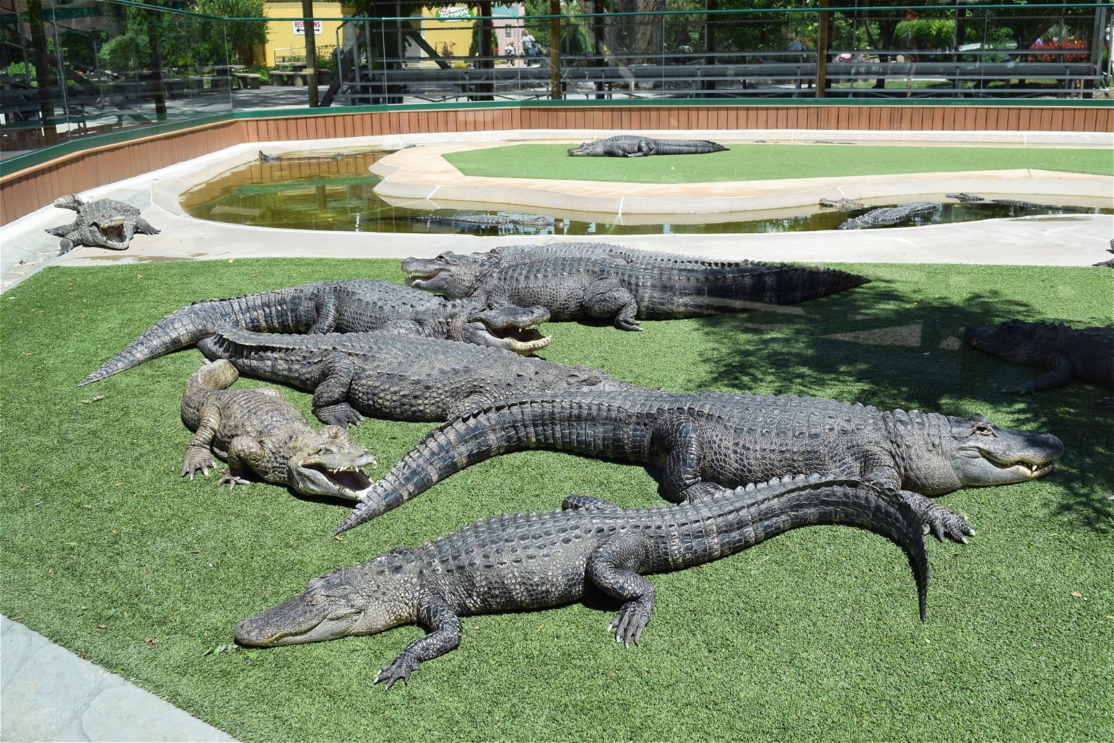 Reptile Gardens near Rapid City Hotels