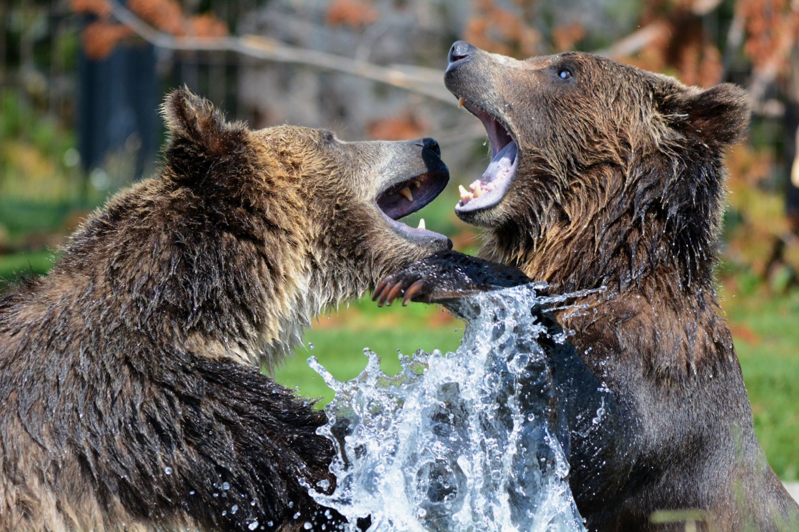 The largest Drive through Park Bear Country USA